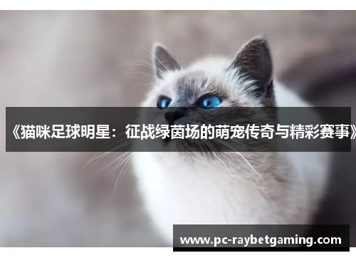 《猫咪足球明星：征战绿茵场的萌宠传奇与精彩赛事》